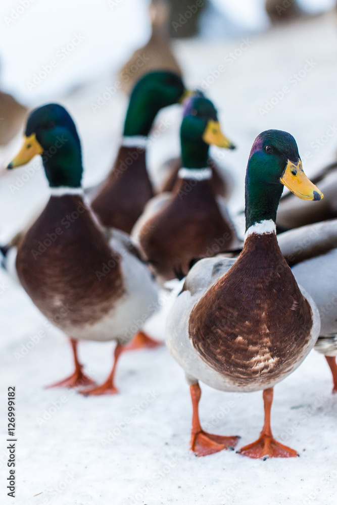group of drakes looking alert, waiting to be fed in winter group of drakes looking alert, waiting to be fed in winter