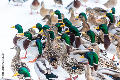 ducks waiting to get fed with bread on snow in winter