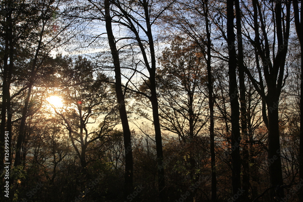 Herbstwald mit Sonne und blauer Himmel Herbstwald mit Sonne und blauer Himmel
