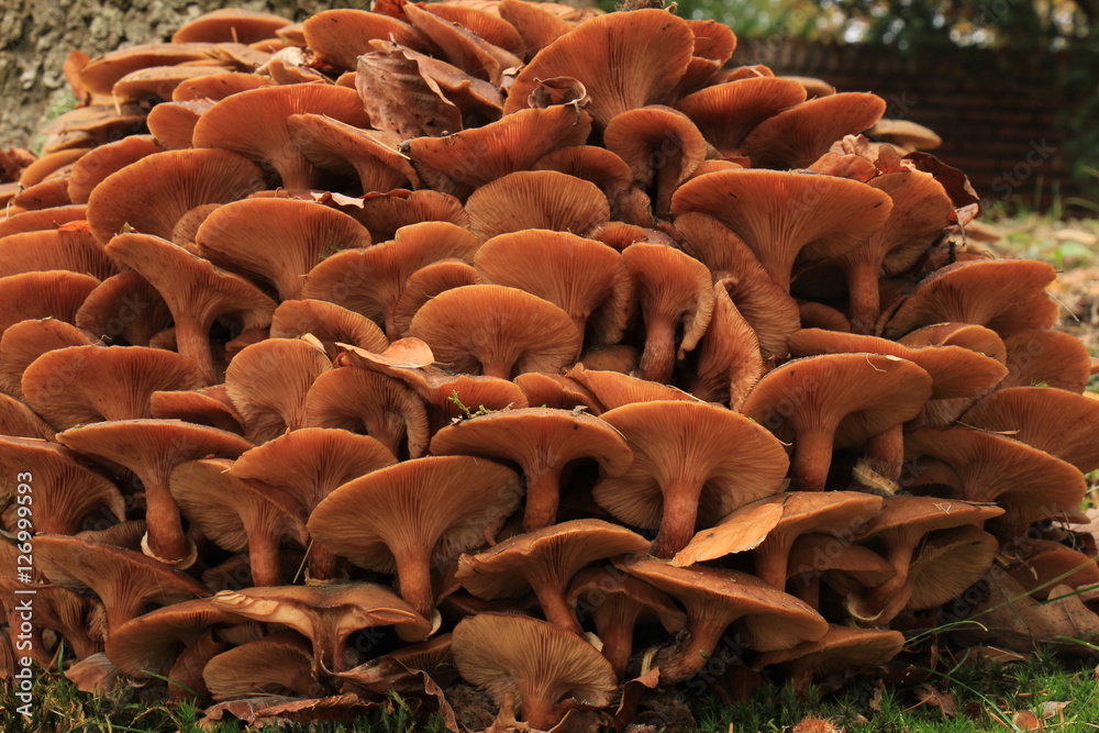 Obraz premium Mushrooms in a fall forest