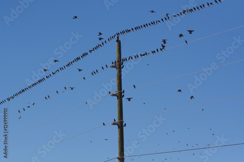 Birds perched on and flying around rural electric power lines