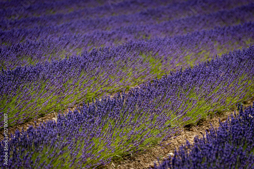 Campos de lavanda