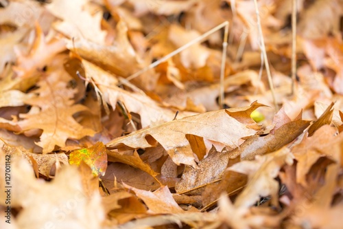 Dry oak leaves lying on ground