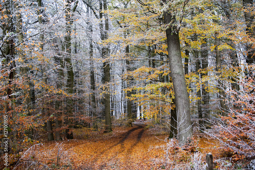 Beginning of winter on an autumnal forest path with colorful foliage and white hoarfrost on the tree branches
