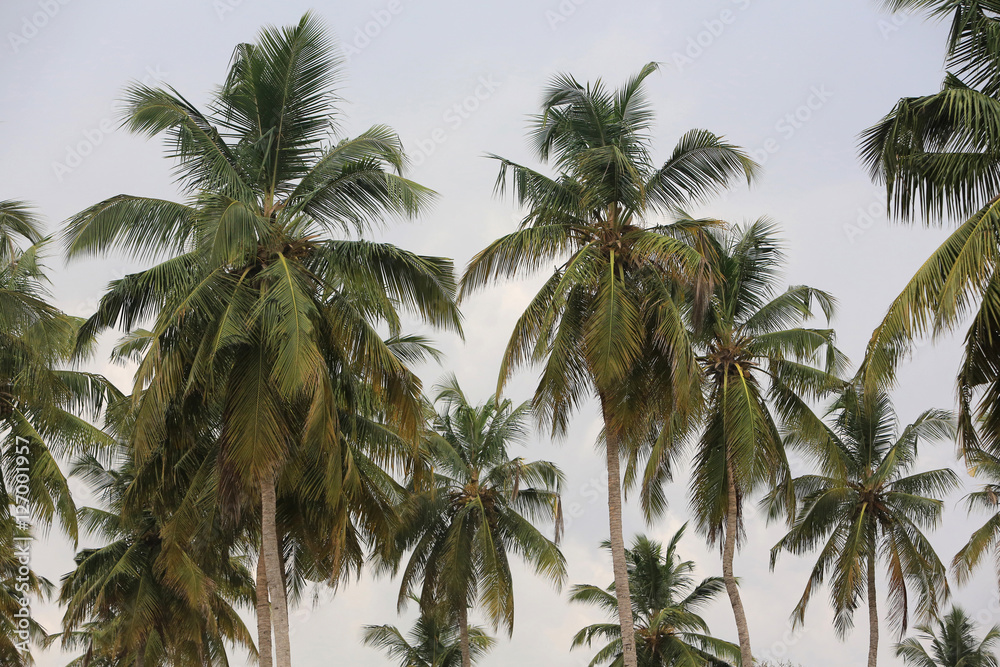 Fototapeta premium Palmeraie. Togo.