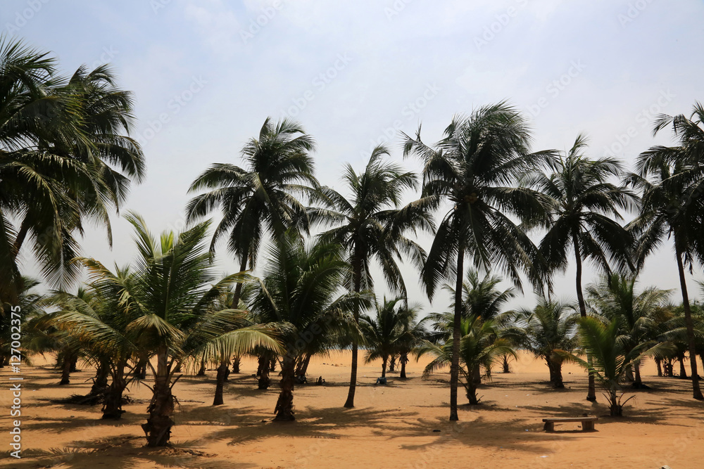 Palm trees on the beach. Togo.