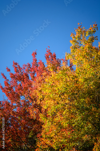 Maple trees displaying a full range of bright fall colors