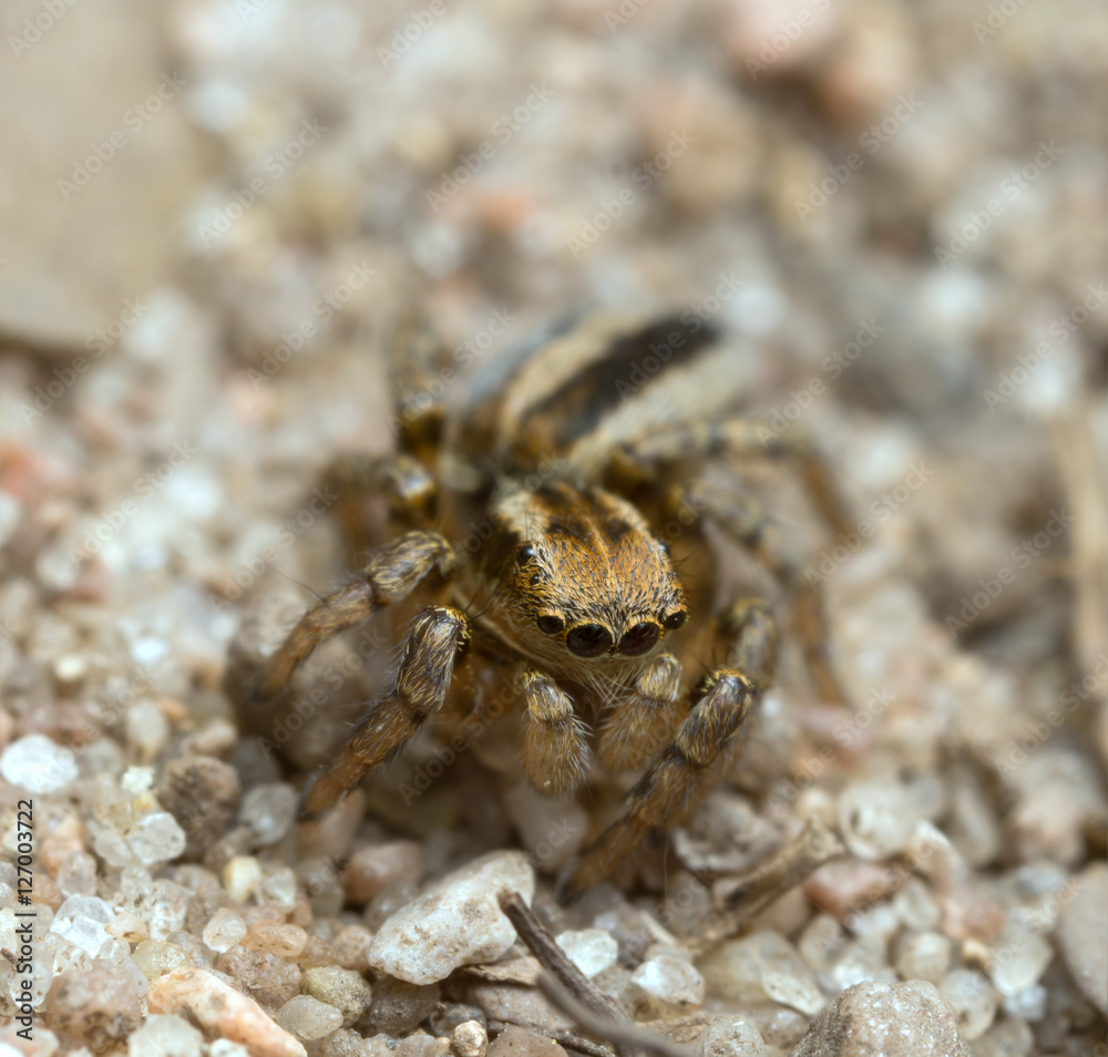 Jumping spider, Phlegra fasciata on sand