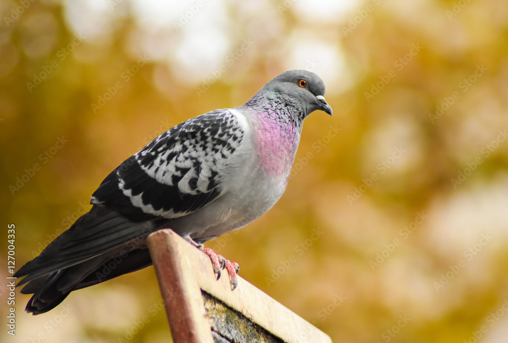 Pigeon standing on a wood, isolated. Pigeon standing on a wood, isolated.