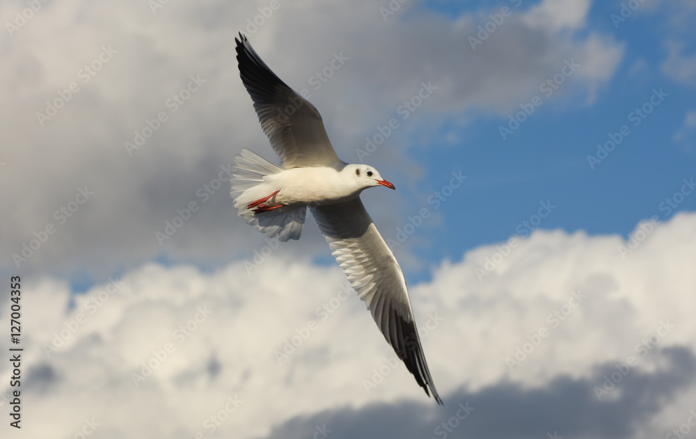 Obraz premium Seagull flying with open wings over blue sky with clouds.