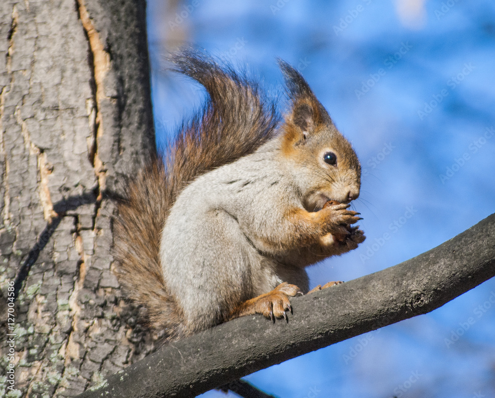 Fototapeta premium Squirrel sitting in a tree