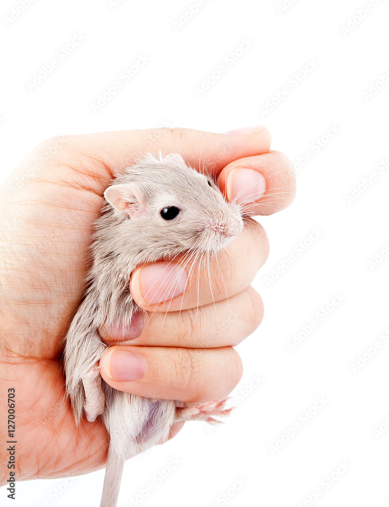 gerbil mouse in human hand (Meriones unguiculatus) gerbil mouse in human hand (Meriones unguiculatus)