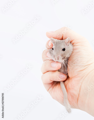 gerbil mouse in human hand (Meriones unguiculatus)