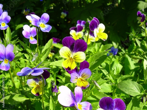 Beautiful yellow and purple pansies on natural background.