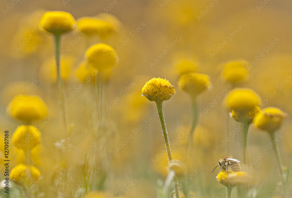 litle bee feeding on yellow wildflowers