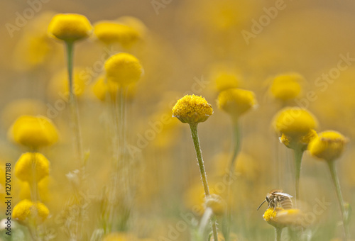Obraz na płótnie litle bee feeding on yellow wildflowers w salonie
