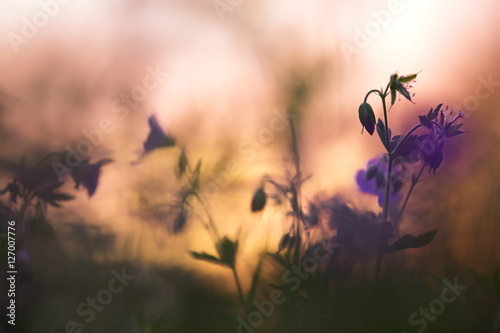 Wood cranebill  Geranium sylvaticum in sunset