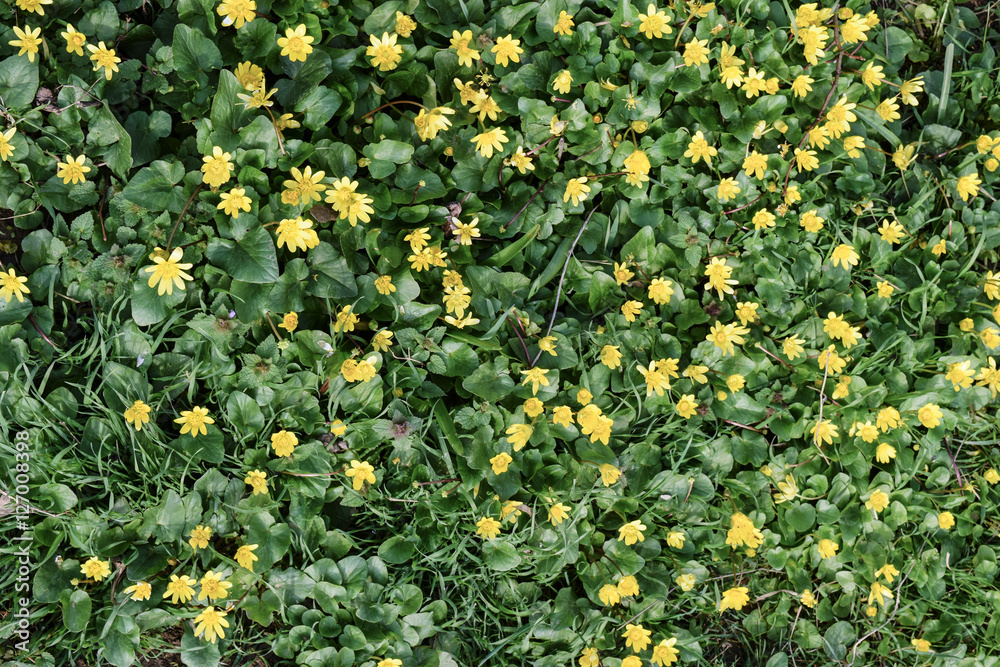 Lesser celandine flowers on the ground