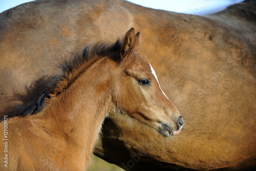 Fohlenportrait