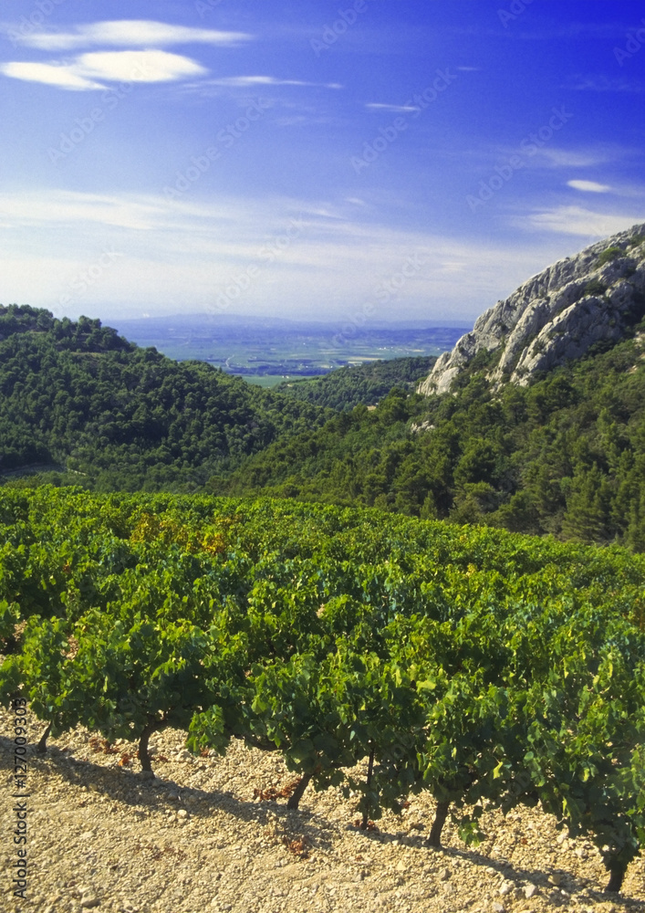 vineyards provence france