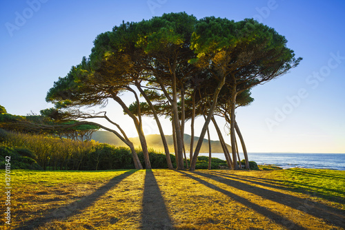 Maritime Pine tree group, sea and beach. Baratti, Tuscany, Italy photo