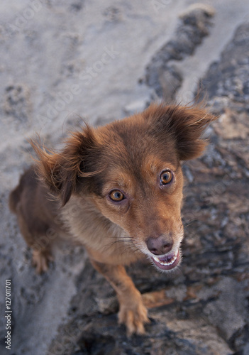 portrait of a brown dog on the beach © César Torres