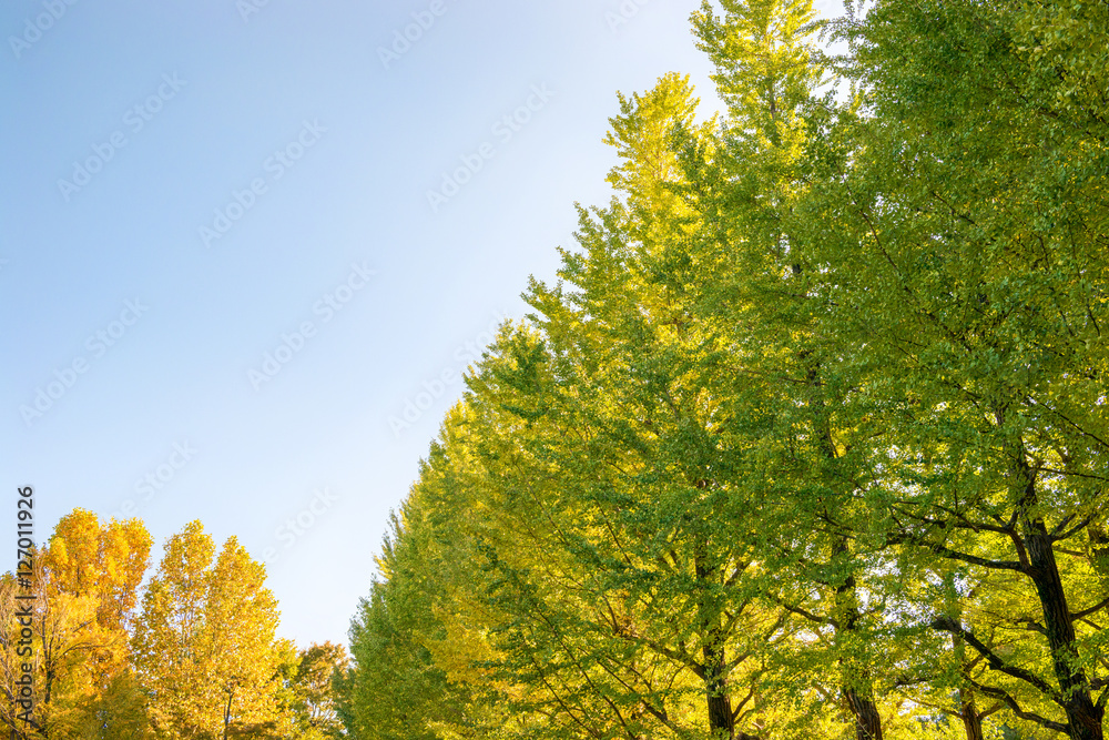 Fototapeta premium 秋のイチョウ