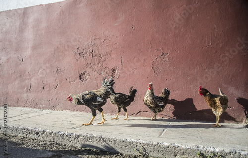 Chickens on street in Havana, Cuba photo