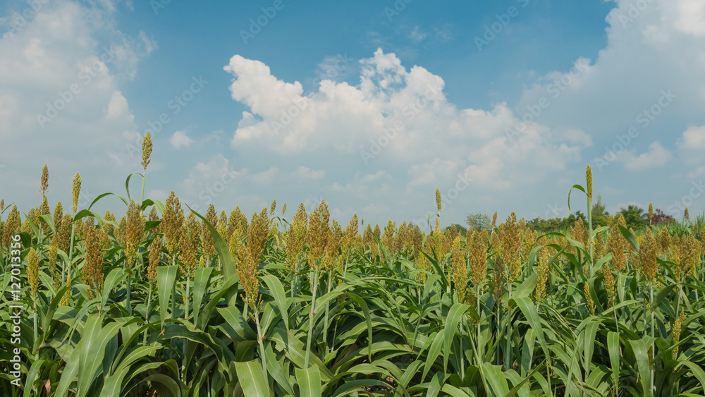 Fotografie Millet plantation with blue sky