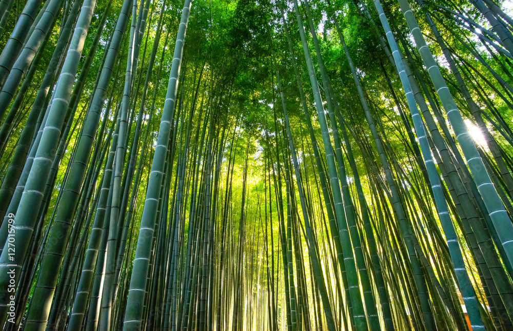 bamboo forest