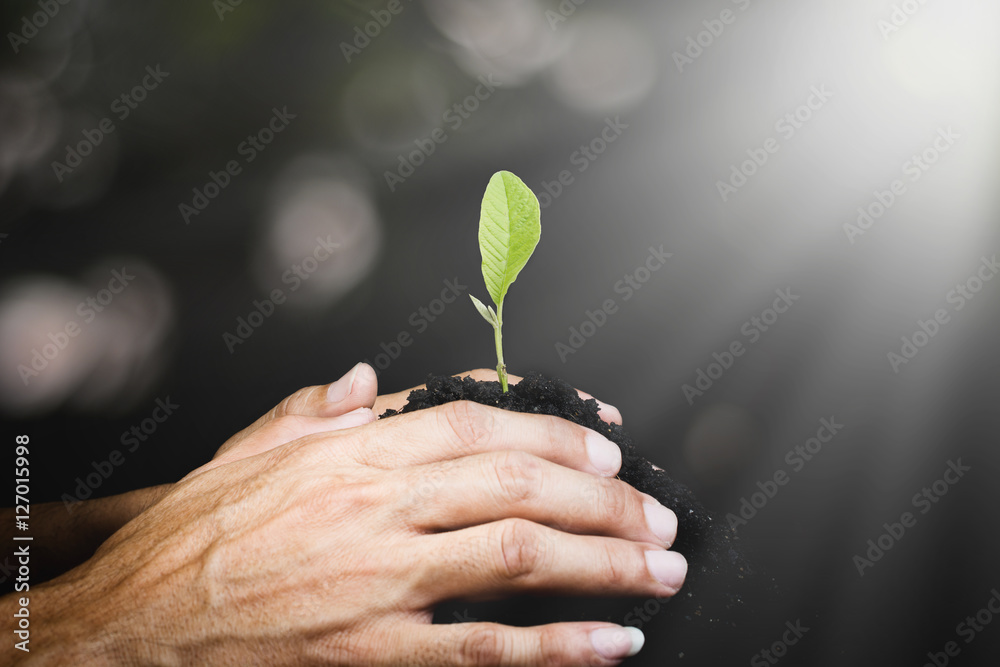 Φωτογραφία Hand of man seeding small plant or seedling on pile of soil on g