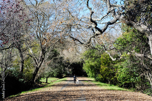 Walking a Dog in Autumn, Lafayette, California photo