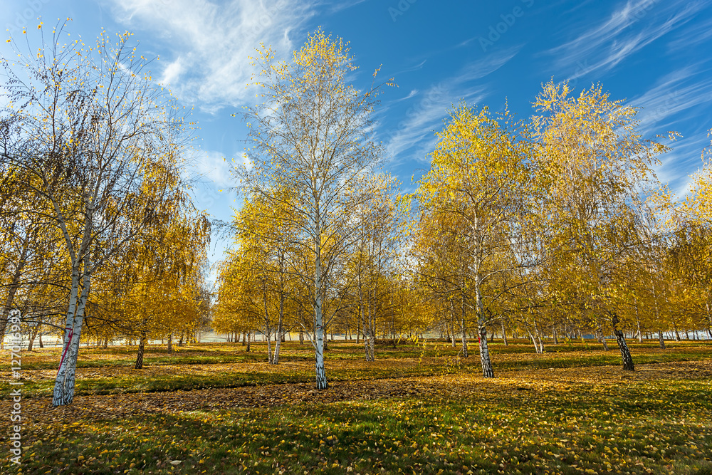 Yellow leaves and blue sky.