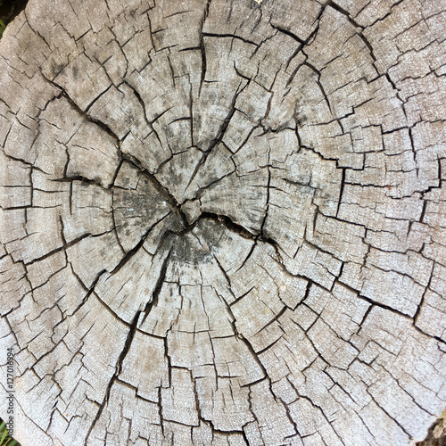stump of oak tree felled - section of the trunk with annual rings 