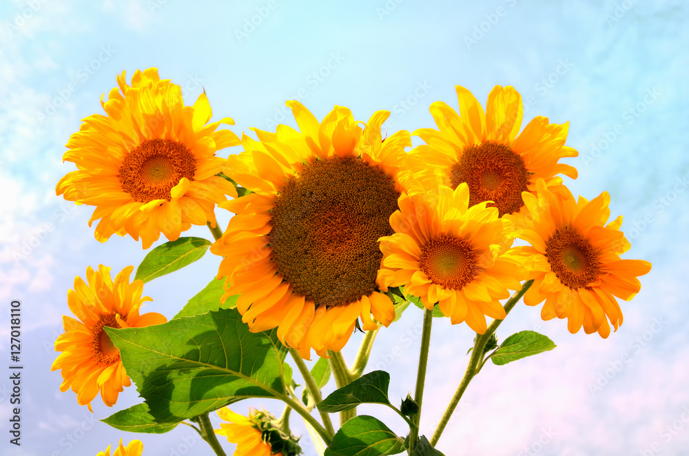 Obraz premium Sunflower