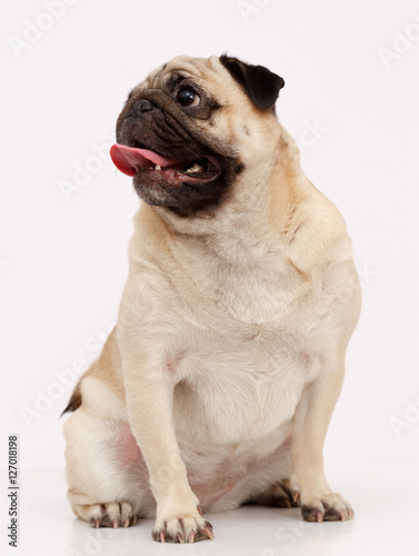 Pug dog isolated in white © TrapezaStudio