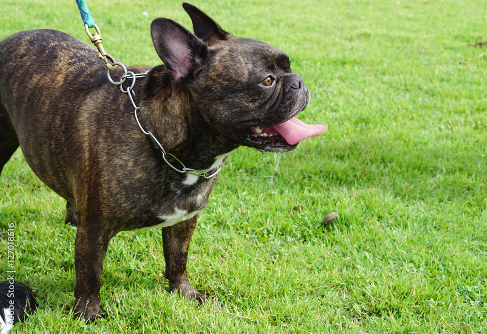 Beautiful  french bulldog standing on the grass