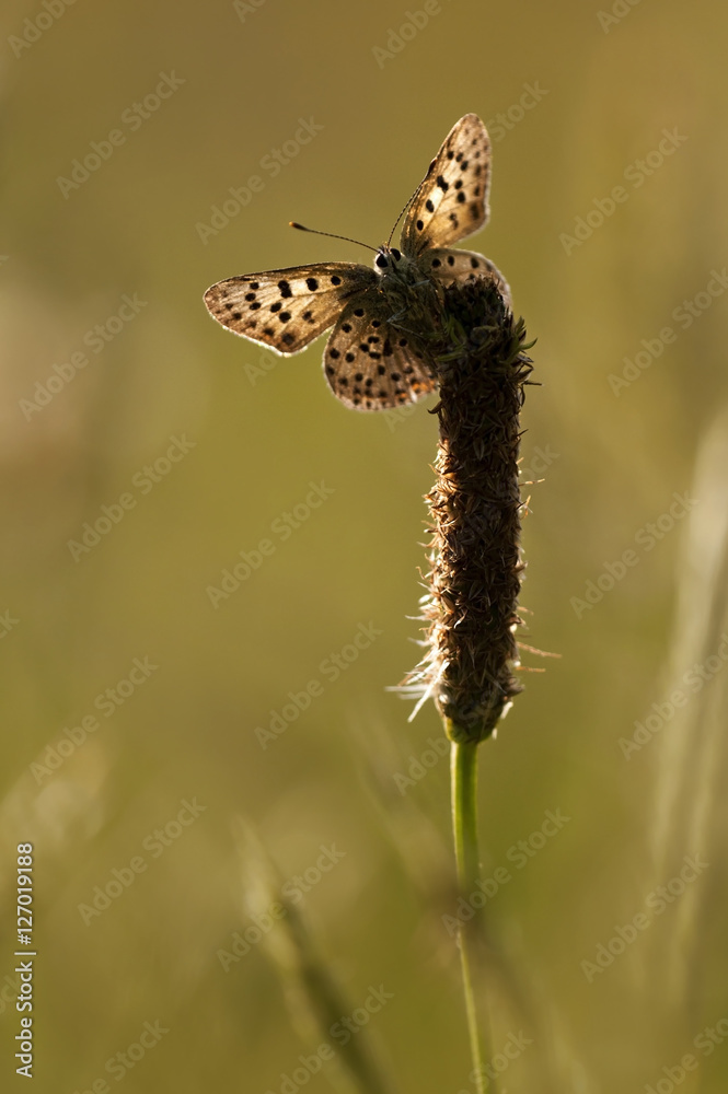 yellow butterfly resting on plant