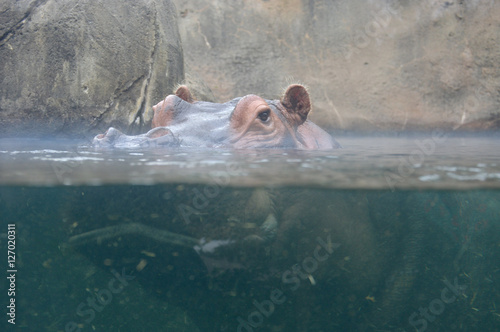 hippopotamus