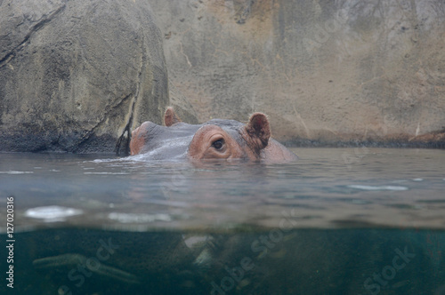 Hippopotamus