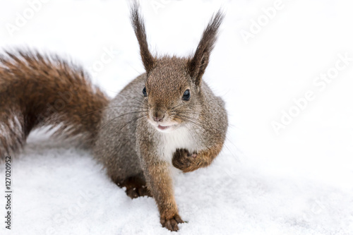 young little squirrel sitting on white snow in winter forest 