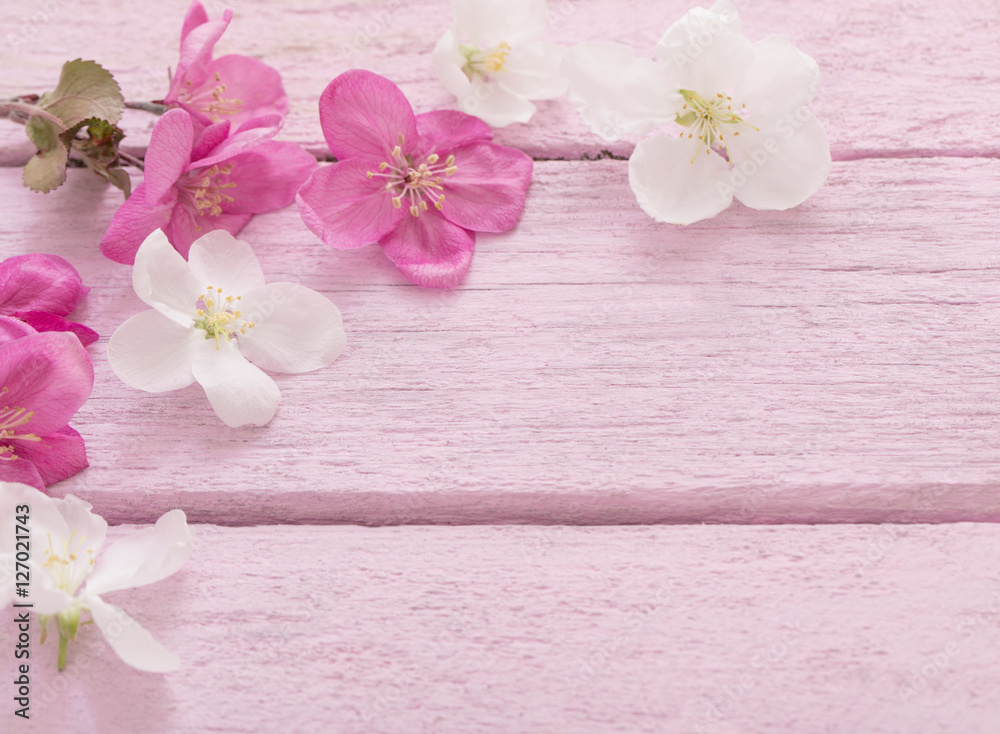 apple flowers on pink wooden background