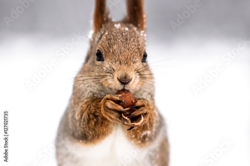 red squirrel eating nut on blurred winter forest background, closeup view