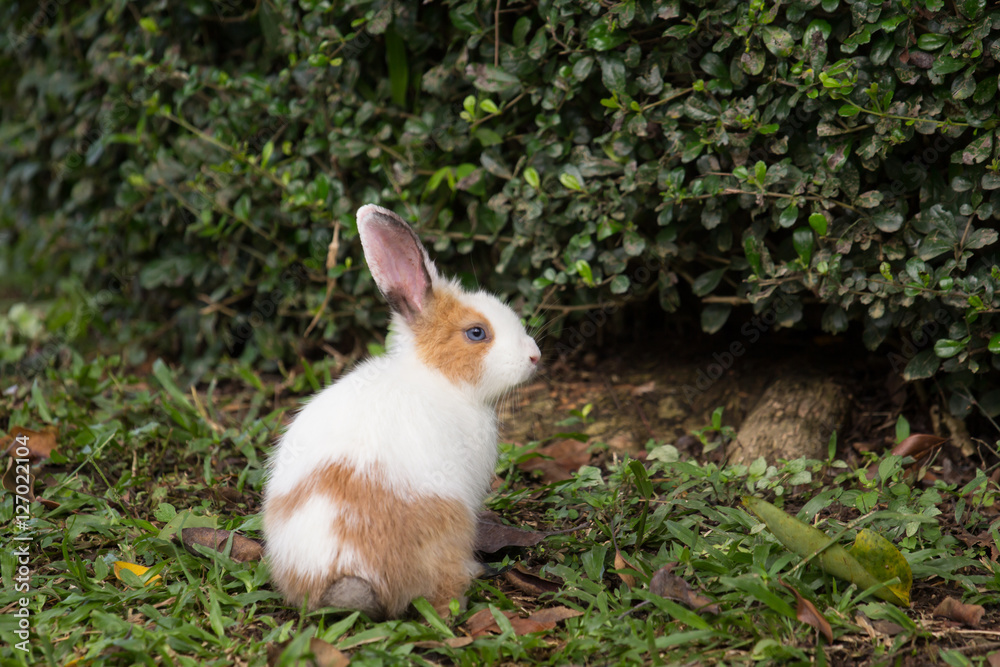 Fototapeta premium rabbit on field