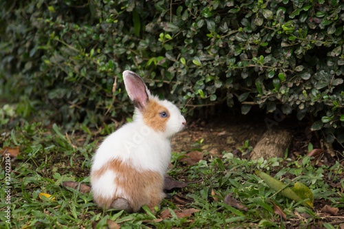 rabbit on field © rukawajung