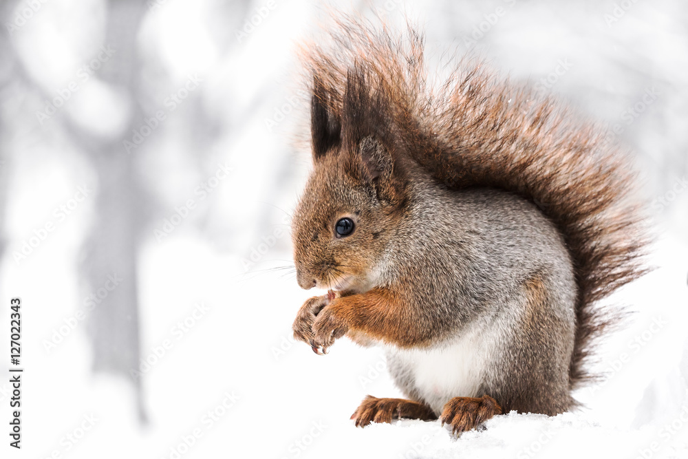 little red squirrel sitting on snowy winter forest and eating nut little red squirrel sitting on snowy winter forest and eating nut