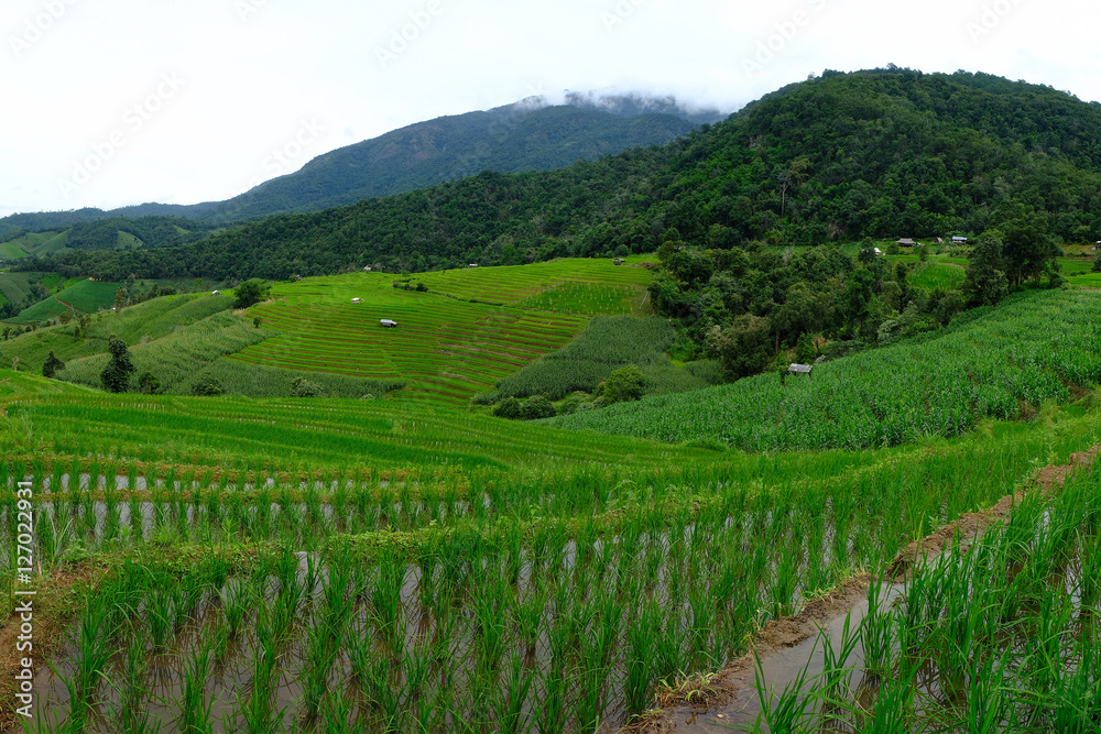 Rice terraces,Rice Field in Pa Pong Piang , Mae Chaem, Chiang Ma