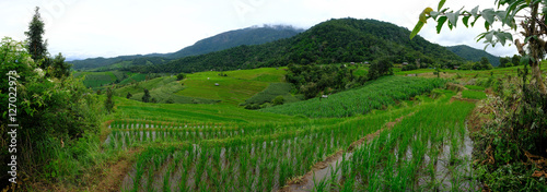 Rice terraces Rice Field in Pa Pong Piang   Mae Chaem  Chiang Ma
