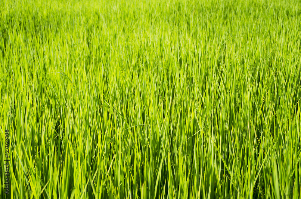 Shallow depth of field with focus on nearest grass.