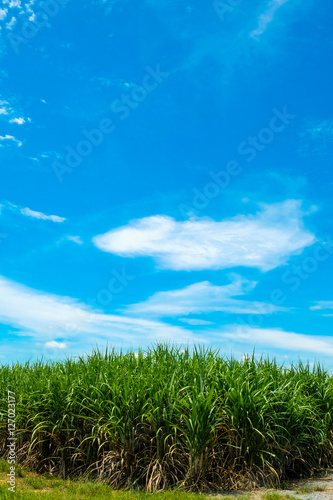 Sugarcane field and white cloud in Thailand